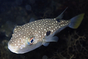 Takifugu poecilonotus