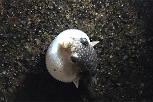 Takifugu poecilonotus