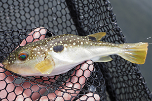 Takifugu poecilonotus