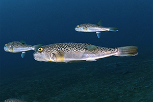 Takifugu snyderi