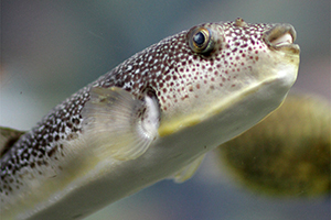 Takifugu snyderi