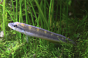 Torpedo-Zwergbuntbarsch (Teleocichla prionogenys)