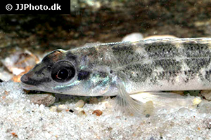 Teleocichla sp. xingu