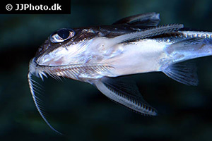 Tenellus trimaculatus