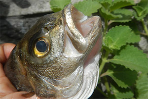 Dreistreifen-Tigerbarsch (Terapon jarbua) Dreistreifen-Tigerbarsch (Terapon jarbua)