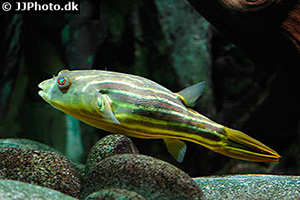 Nil-Kugelfisch (Tetraodon lineatus)