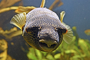 Goldringel-Kugelfisch  (Tetraodon mbu)