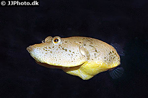 Brauner Kugelfisch (Tetraodon miurus)