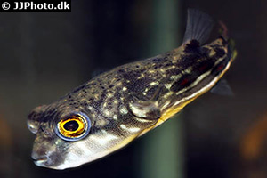 Tetraodon pustulatus