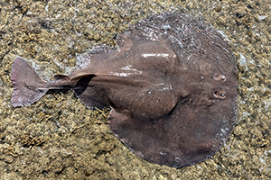 Atlantischer Zitterrochen (Tetronarce nobiliana)