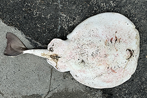 Atlantischer Zitterrochen (Tetronarce nobiliana) Atlantischer Zitterrochen (Tetronarce nobiliana)