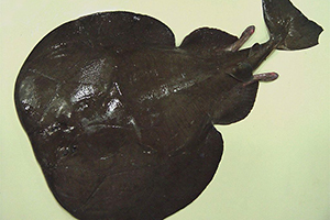 Atlantischer Zitterrochen (Tetronarce nobiliana)