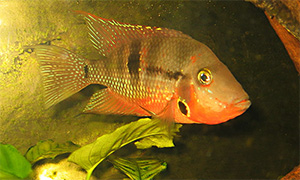 Feuermaulbuntbarsch (Thorichthys meeki)