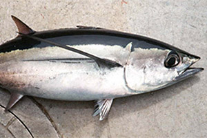 Weißer Thun (Thunnus alalunga)