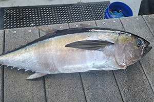 Schwarzflossen-Thun (Thunnus atlanticus) Schwarzflossen-Thun (Thunnus atlanticus)