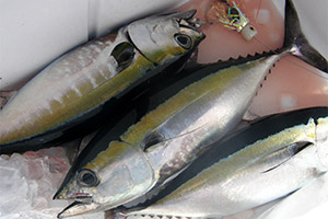 Schwarzflossen-Thun (Thunnus atlanticus) Schwarzflossen-Thun (Thunnus atlanticus)