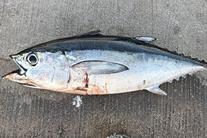 Schwarzflossen-Thun (Thunnus atlanticus) Schwarzflossen-Thun (Thunnus atlanticus)