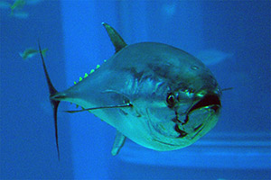 Nordpazifischer Blauflossen-Thunfisch (Thunnus orientalis)