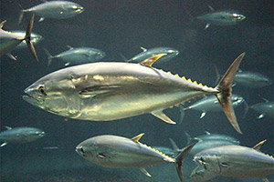 Nordpazifischer Blauflossen-Thunfisch