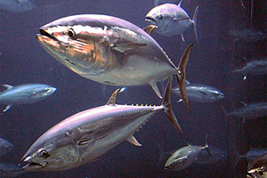 Nordpazifischer Blauflossen-Thunfisch