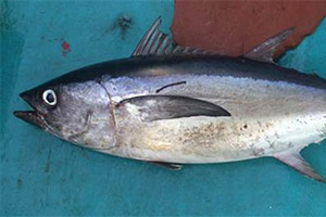 Langschwanz-Thun (Thunnus tonggol) Langschwanz-Thun (Thunnus tonggol)