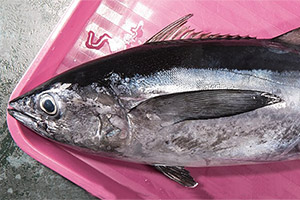 Langschwanz-Thun (Thunnus tonggol) Langschwanz-Thun (Thunnus tonggol)