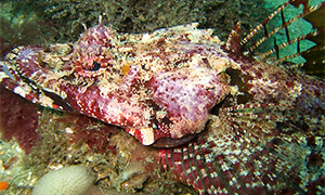 Tasselsnout flathead (Thysanophrys cirronasa)