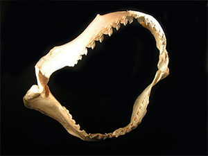 Tigerhai (Galeocerdo cuvier)