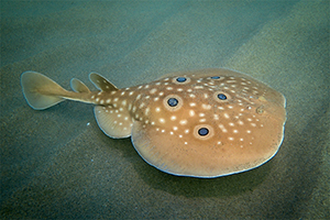 Gefleckter Zitterrochen (Torpedo torpedo)