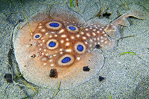 Oberseite des Gefleckten Zitterrochen