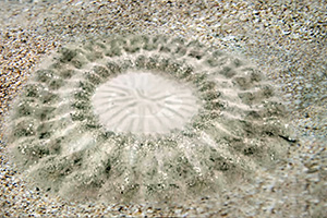 Nest des Japanischen Kugelfisches