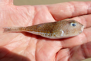 Torquigener altipinnis