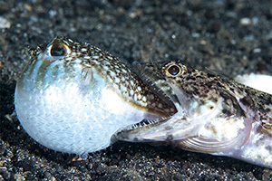 Torquigener brevipinnis