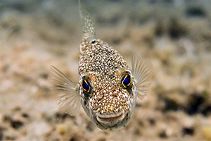 Torquigener flavimaculosus