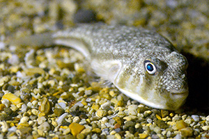 Torquigener hypselogeneion