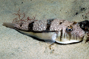 Torquigener pleurogramma