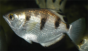 Schützenfisch (Toxotes jaculatrix)