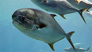 Cape horse mackerel (Trachinotus africanus)