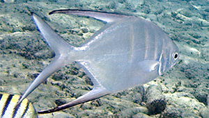 Great pompano (Trachinotus goodei)