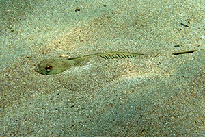Petermännchen im Sand versteckt