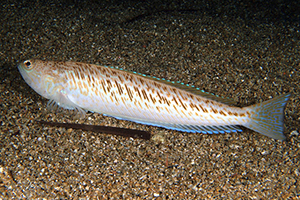 Petermännchen (Trachinus draco)
