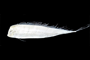 Trachipterus trachypterus