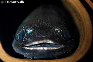 Trachycorystes trachycorystes