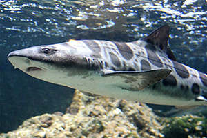 Leopardenhai (Triakis semifasciata)