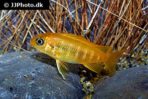 Tropheops species chilumba