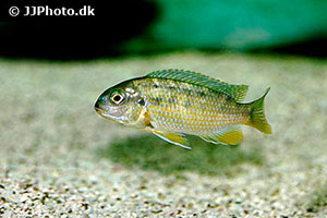 Tropheops species red cheek
