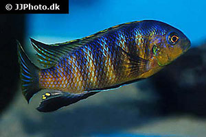 Tropheops tropheops