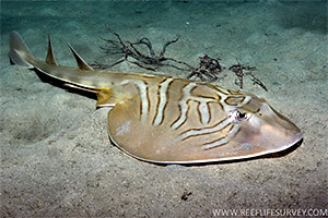 Southern fiddler ray (Trygonorrhina fasciata)