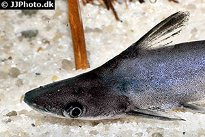 Tympanopleura atronasus