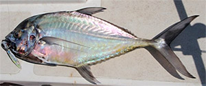  Longrakered trevally (Ulua mentalis)